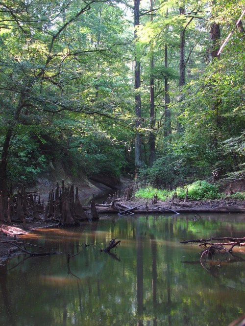 A serene forest scene with a calm waterway, surrounded by lush green trees and cypress stumps emerging from the water.