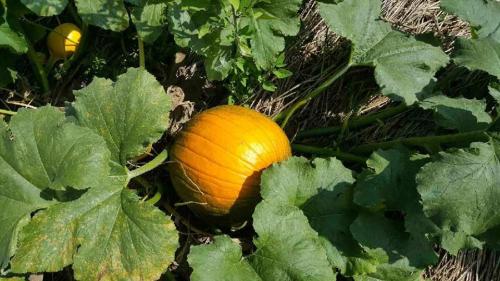 A bright orange pumpkin nestled among large green leaves in a garden setting.