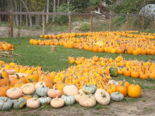 A field filled with various pumpkins in shades of orange and green, arranged on grass with a wooden fence in the background.