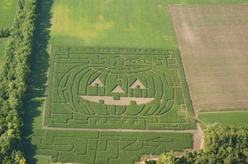 Aerial view of a pumpkin-shaped maze in a green field, with the words "Pumpkin Patch" carved into the design.