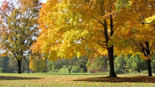 Vibrant autumn trees with yellow and orange leaves in a sunny park setting, surrounded by green grass.