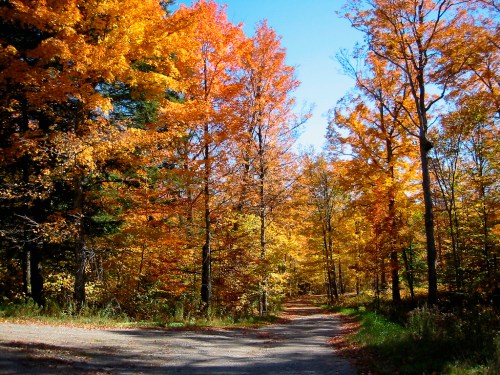 A scenic path through a vibrant autumn forest with colorful orange and yellow leaves under a clear blue sky.