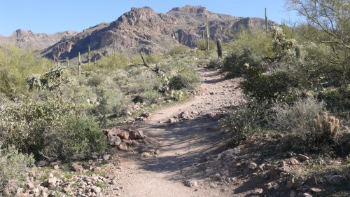 A rocky trail winds through a desert landscape with cacti and mountains in the background under a clear blue sky.