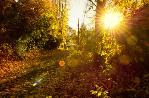 A sunlit path through a vibrant autumn forest, with golden leaves and warm sunlight filtering through the trees.