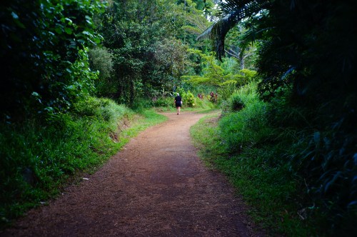 A person walks along a winding dirt path surrounded by lush greenery and trees.