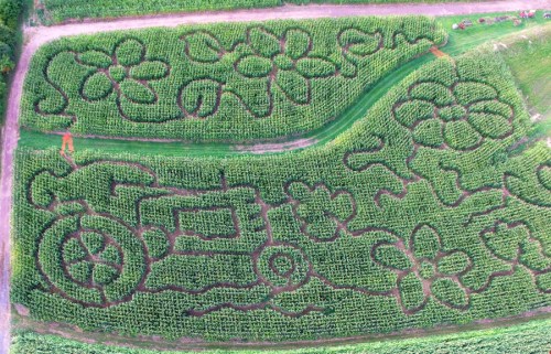 Aerial view of a corn maze featuring floral patterns and a tractor design carved into the greenery.