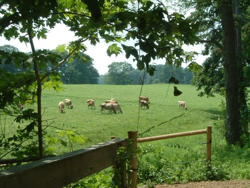 A lush green field with cows grazing, framed by trees and a wooden fence in the foreground.