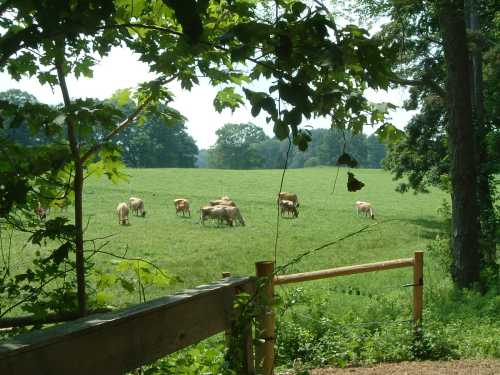 A lush green field with cows grazing, framed by trees and a wooden fence in the foreground.