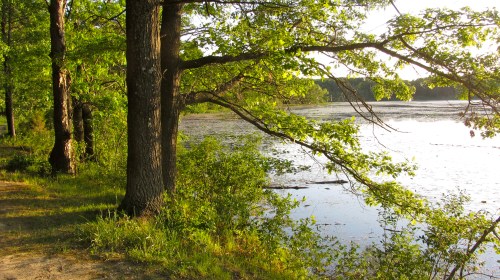 A serene lakeside scene with lush green trees and sunlight reflecting on the water's surface.