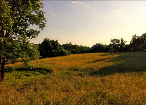 A sunlit grassy field with trees in the background, under a clear blue sky.