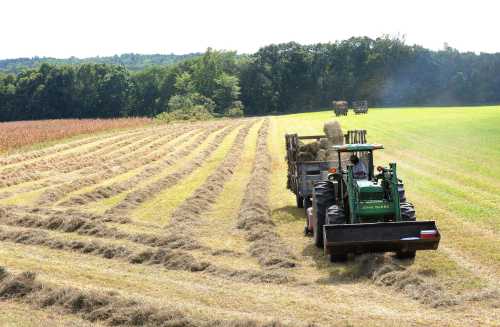 A tractor collects hay in a field, with rows of cut grass and trees in the background under a clear sky.