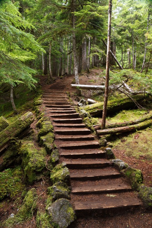 A wooden staircase winds through a lush, green forest, surrounded by moss-covered rocks and trees.