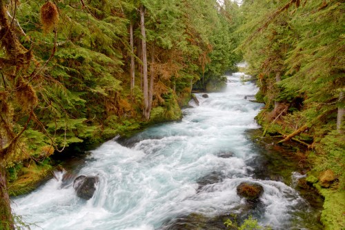 A rushing river flows through a lush, green forest, surrounded by tall trees and rocky banks.