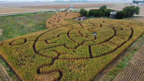 Aerial view of a corn maze shaped like a musical note, surrounded by farmland and a few parked cars.