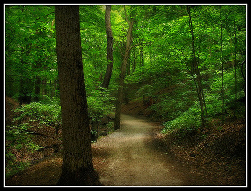 A serene forest path winding through lush green trees and foliage, inviting exploration and tranquility.
