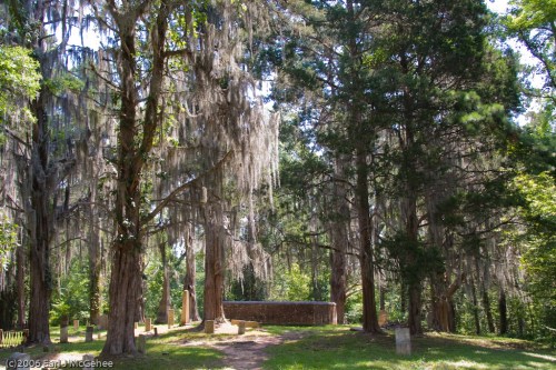 A serene forest scene with tall trees draped in Spanish moss, leading to a stone wall in a peaceful, green setting.