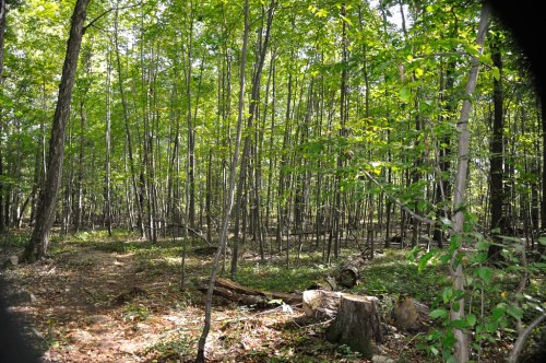 A lush green forest with tall trees, sunlight filtering through the leaves, and a clear path on the ground.