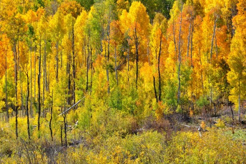 A vibrant forest of tall trees with bright yellow and orange leaves, showcasing the beauty of autumn foliage.