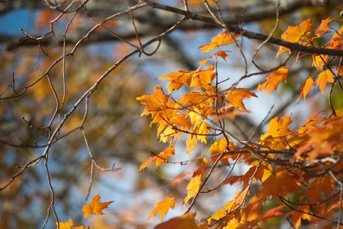 Close-up of orange autumn leaves on branches against a blurred background of blue sky and soft clouds.