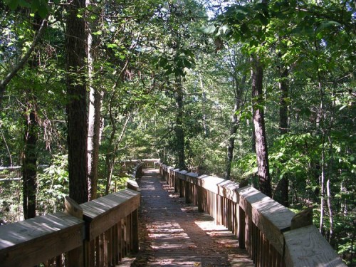 A wooden walkway winding through a lush green forest, surrounded by tall trees and dappled sunlight.