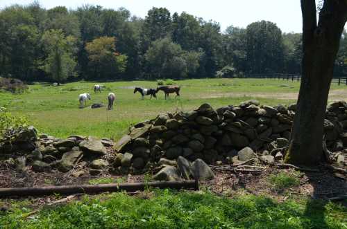 A serene pasture with several horses grazing, surrounded by trees and a stone wall in the foreground.