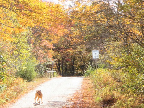 A dog walks along a dirt road surrounded by vibrant autumn foliage and a sign in the background.