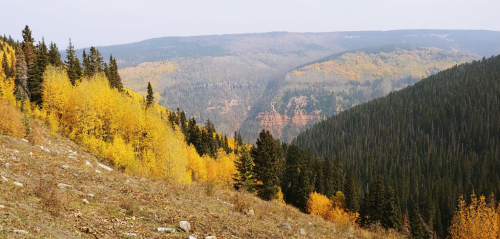 A scenic view of mountains with vibrant yellow trees and green pines, showcasing autumn foliage in a serene landscape.