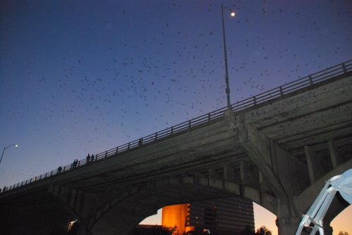 Bats emerge from under a bridge at dusk, with a city skyline in the background and people watching from above.