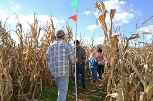 A group of people walking through a corn maze on a sunny day, with tall corn stalks surrounding them.