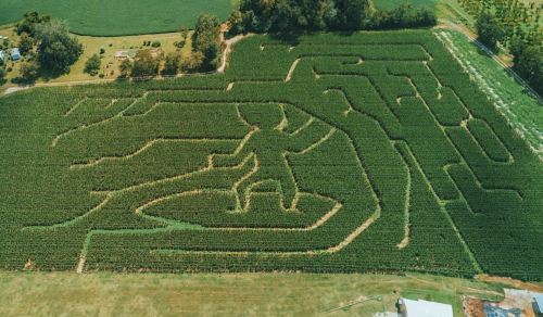 Aerial view of a corn maze shaped like a figure, surrounded by green fields and trees.