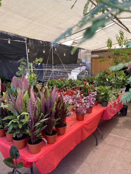 A vibrant plant market under a tent, featuring various potted plants on red tables.