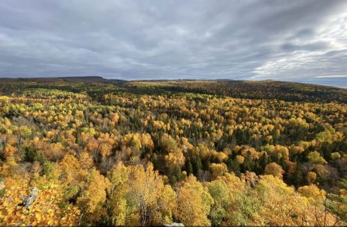 A panoramic view of a vibrant autumn forest with golden and orange foliage under a cloudy sky.