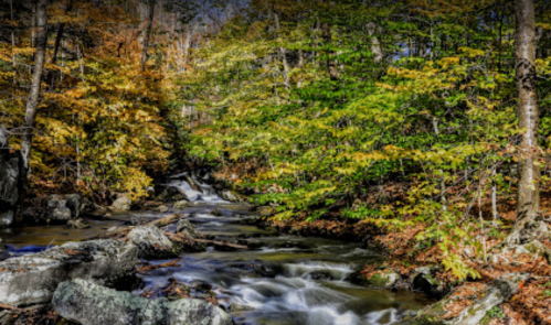 A serene stream flows through a forest with vibrant autumn foliage in shades of green, yellow, and orange.