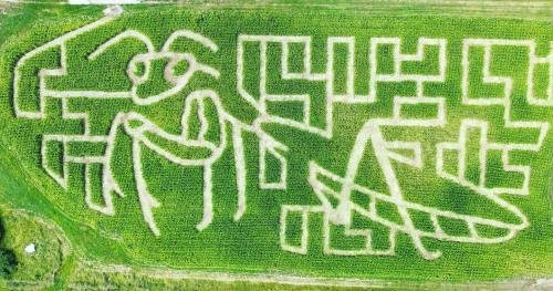Aerial view of a corn maze shaped like a grasshopper, featuring intricate pathways and designs in green fields.
