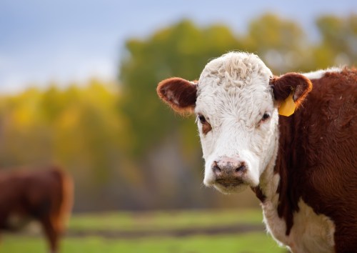A close-up of a brown and white cow in a green field, with trees in the background and a cloudy sky.