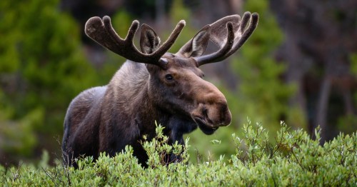 A moose with large antlers stands among green foliage in a natural setting.