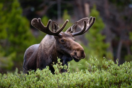A moose with large antlers stands among green foliage in a forested area.