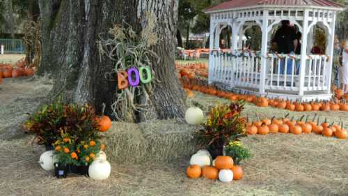 A festive pumpkin patch with orange and white pumpkins, hay bales, and a gazebo decorated for Halloween.