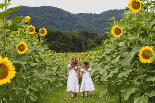 Two girls in white dresses walk hand in hand through a sunflower field, surrounded by tall sunflowers and mountains.