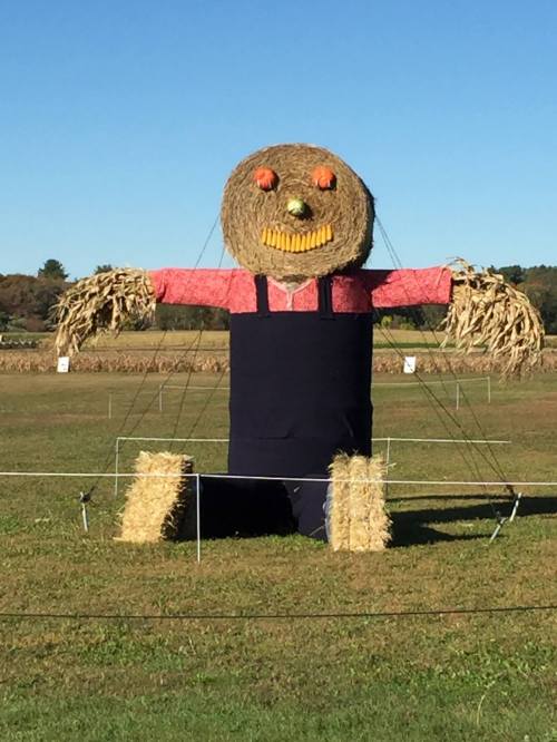 A large scarecrow made of hay, wearing a red shirt and blue overalls, stands in a field with a clear blue sky.