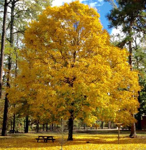 A large, vibrant yellow tree surrounded by fallen leaves in a forested area under a blue sky.