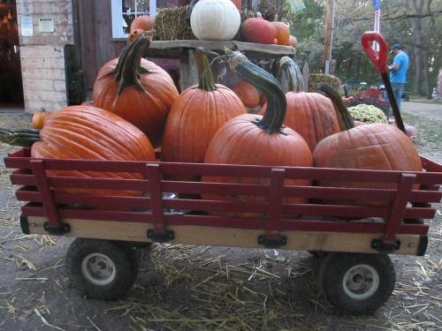 A red wagon filled with large, orange pumpkins sits on a straw-covered ground near a rustic wooden structure.