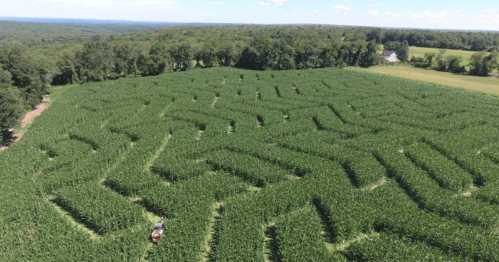 Aerial view of a corn maze with intricate pathways, surrounded by lush green trees and fields under a clear blue sky.