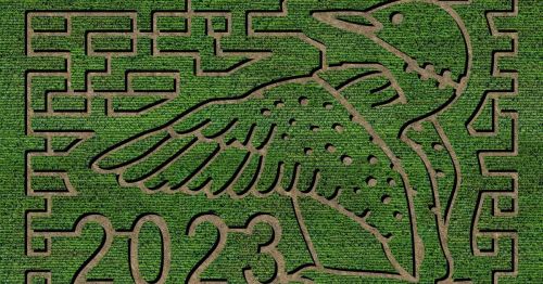 Aerial view of a corn maze featuring a bird design and the year "2023" carved into the greenery.