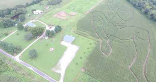Aerial view of a farm with a large cornfield featuring a giant figure outline, surrounded by greenery and buildings.
