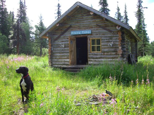 A black dog sits in front of a rustic log cabin surrounded by tall grass and wildflowers in a forested area.
