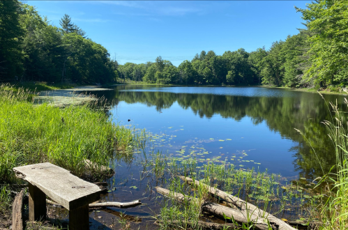 A serene lake surrounded by lush greenery, with a wooden bench and reflections of trees on the water's surface.