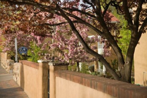 A peaceful scene featuring blooming pink trees along a stone wall, with a building in the background.