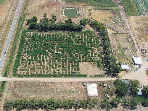 Aerial view of a corn maze shaped like a dragon, surrounded by fields and a small pond.