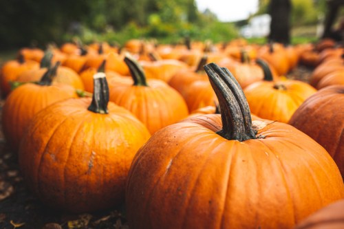 A close-up view of a field filled with bright orange pumpkins, showcasing their textured skin and green stems.